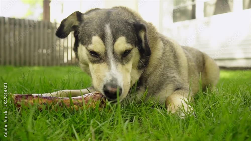 Dog chewing on dog bone treat on grass lawn backyard Dog chewing on dog bone treat on grass lawn backyard