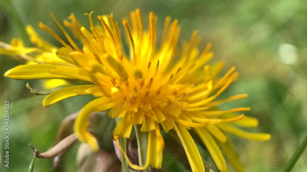 Close Up Video of a Dandelion Flower Close Up Video of a Dandelion Flower