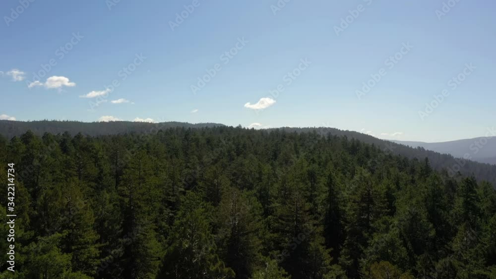 Scenic View At The Beautiful Green Tree Forest In Redwood National Park, California, USA, Under The Blue Sky. - aerial drone shot Scenic View At The Beautiful Green Tree Forest In Redwood National Park, California, USA, Under The Blue Sky. - aerial drone shot