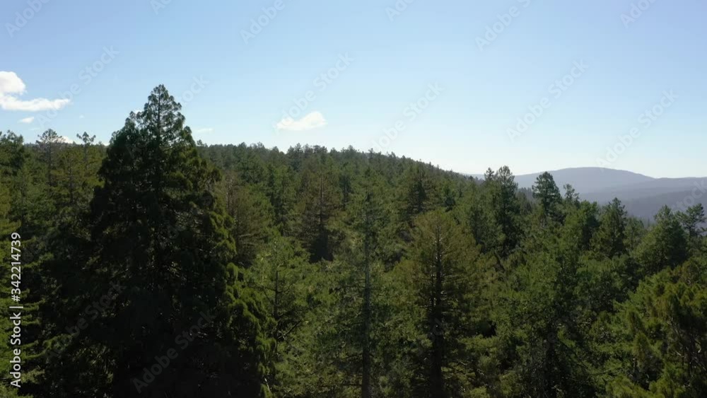 Lush Scenery In Redwood Tree Forest, California On A Sunny Day - Drone Descending Lush Scenery In Redwood Tree Forest, California On A Sunny Day - Drone Descending