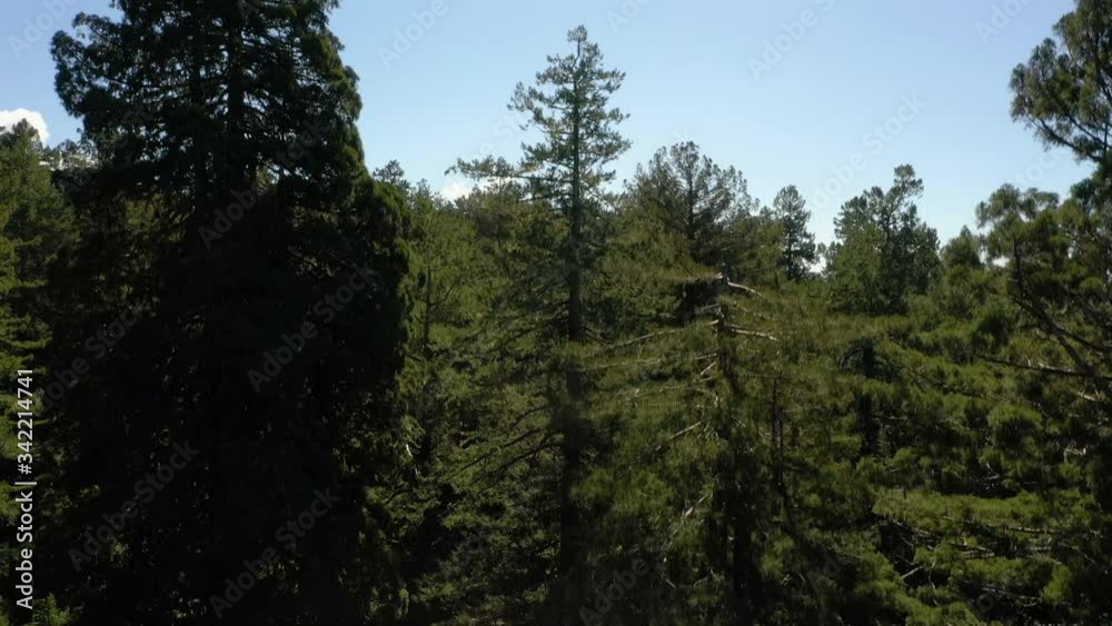Drone Ascending On The Giant Coastal Redwoods Trees In The Redwood National Park In Northern California, USA.- aerial shot Drone Ascending On The Giant Coastal Redwoods Trees In The Redwood National Park In Northern California, USA.- aerial shot