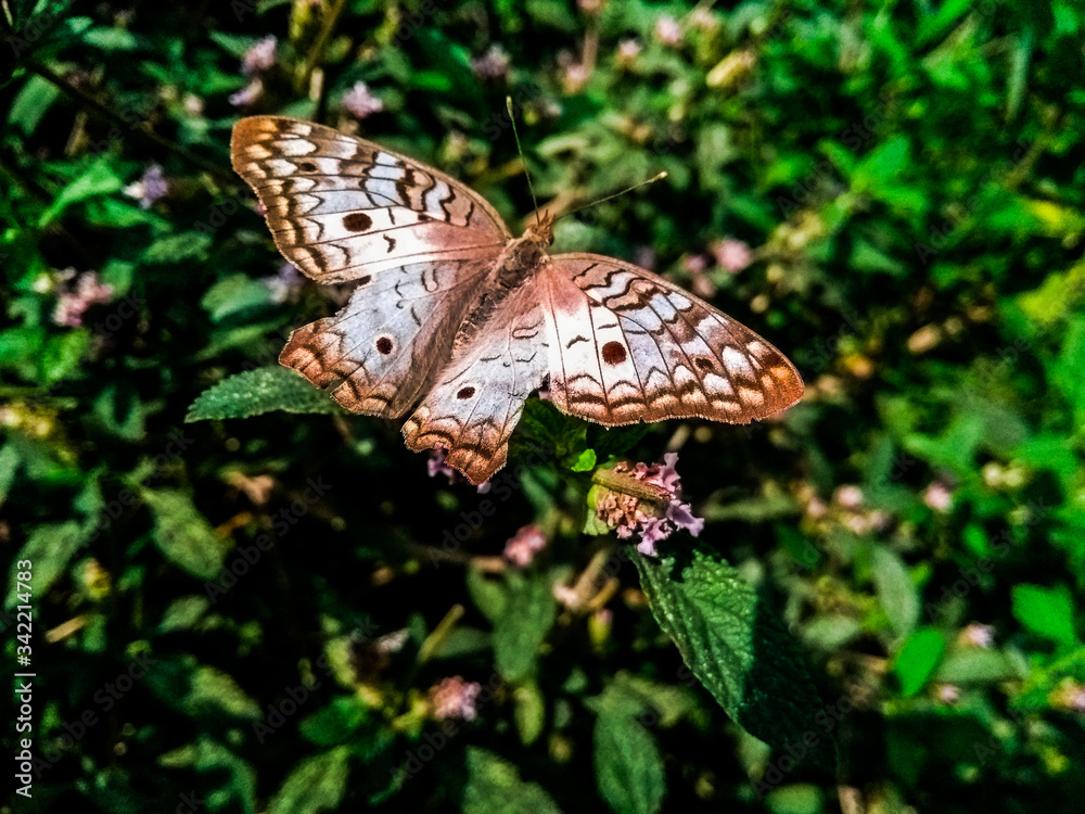 Obraz premium Mariposa marrón descansa en planta verde
