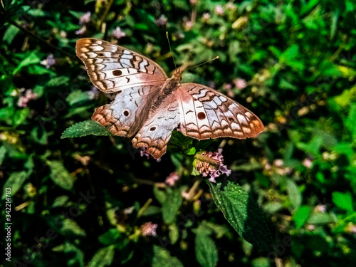 Mariposa marrón descansa en planta verde