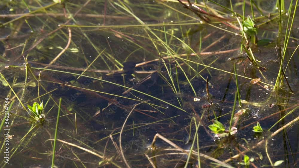 One week old tadpoles feed together in a pool of algae on a sunny day. Close up shot of young tadpoles in a shallow water. One week old tadpoles feed together in a pool of algae on a sunny day. Close up shot of young tadpoles in a shallow water.
