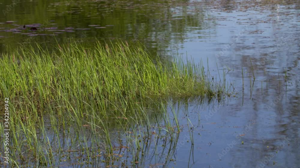a swamp with beautiful plants on a sunny day. a swamp with beautiful plants on a sunny day.