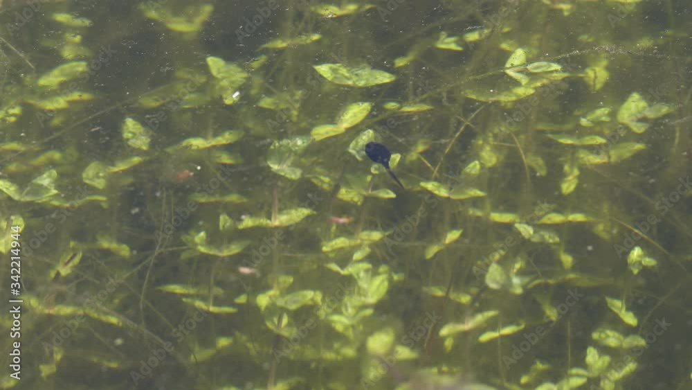 a single tadpole swimming in a pool, eating algae on an aquatic plant. a single tadpole swimming in a pool, eating algae on an aquatic plant.