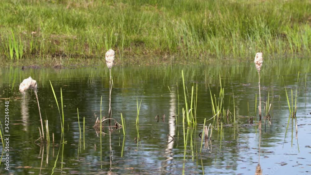 the reed with the shore of the lake in the background the reed with the shore of the lake in the background