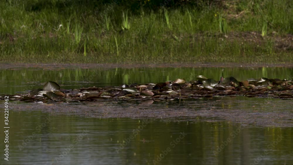 a large batch of water lilies on the water of a swamp a large batch of water lilies on the water of a swamp