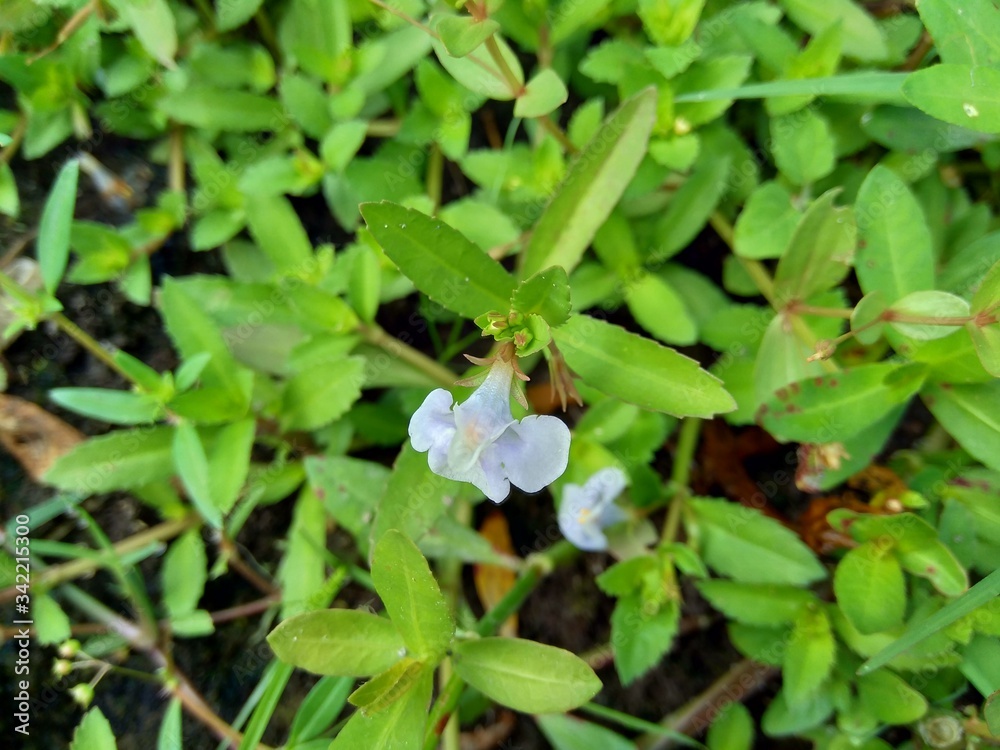 Bacopa monnieri (commonly called water hyssop, brahmi, thyme leafed gratiola, herb of grace, Indian pennywort) plant with natural background Bacopa monnieri (commonly called water hyssop, brahmi, thyme leafed gratiola, herb of grace, Indian pennywort) plant with natural background