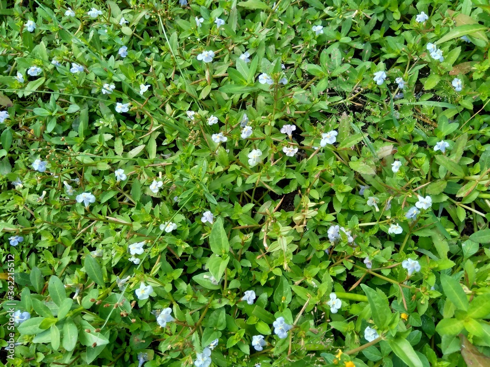Bacopa monnieri (commonly called water hyssop, brahmi, thyme leafed gratiola, herb of grace, Indian pennywort) plant with natural background Bacopa monnieri (commonly called water hyssop, brahmi, thyme leafed gratiola, herb of grace, Indian pennywort) plant with natural background