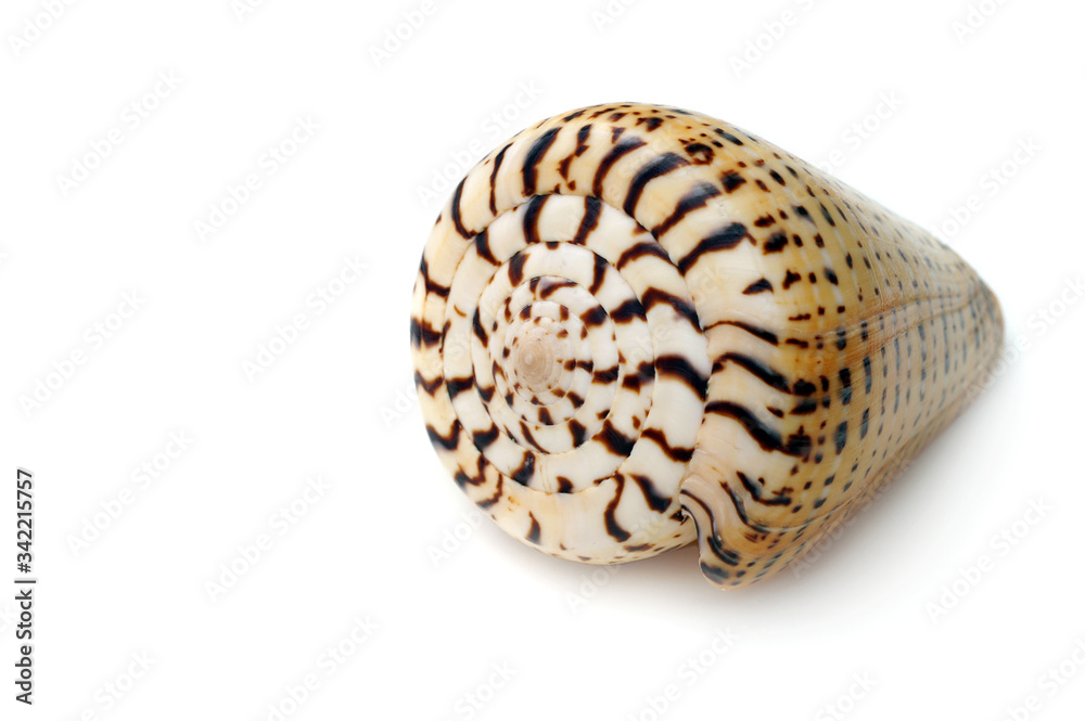 Seashell on white background Copy space