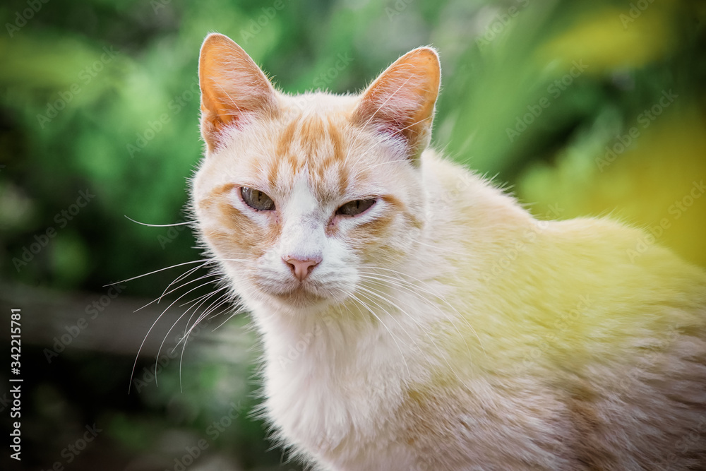 portrait of a yellow cat