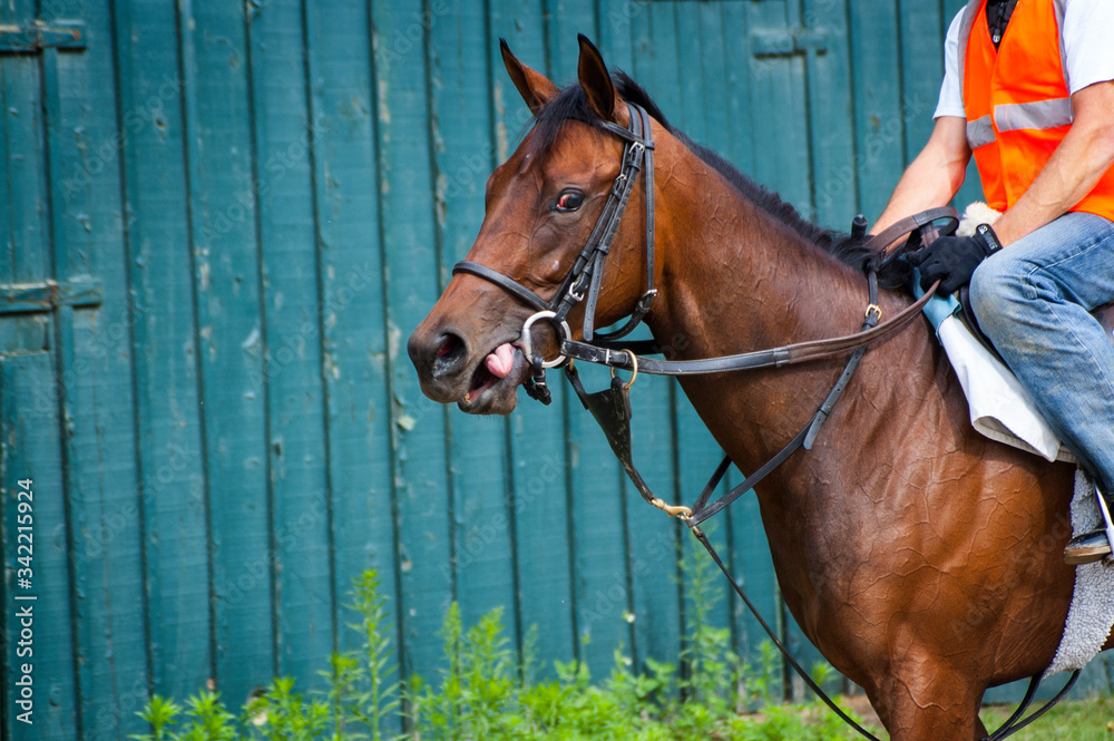 Fototapeta premium Horse Racing Track Upstate New York Adirondacks Saratoga Race Course