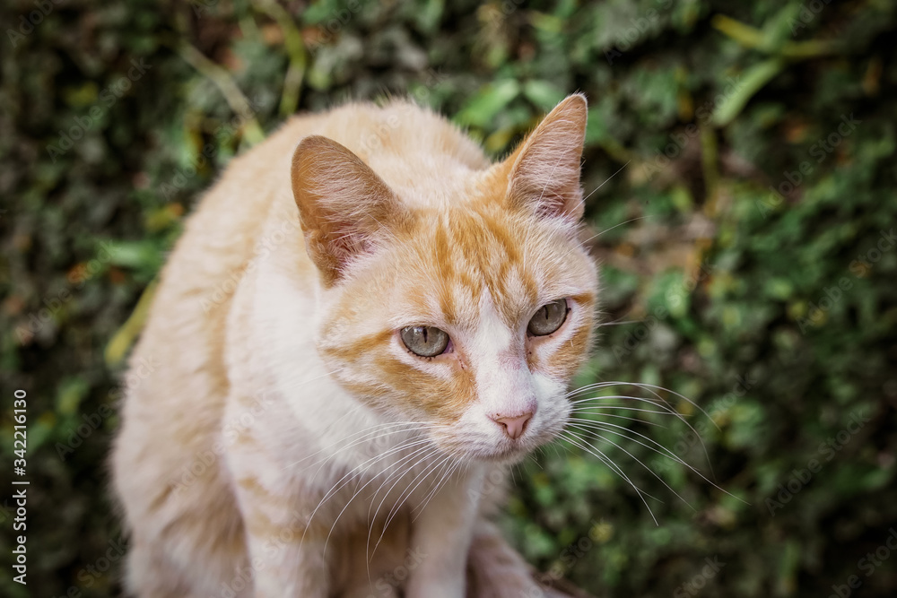 portrait of a yellow cat