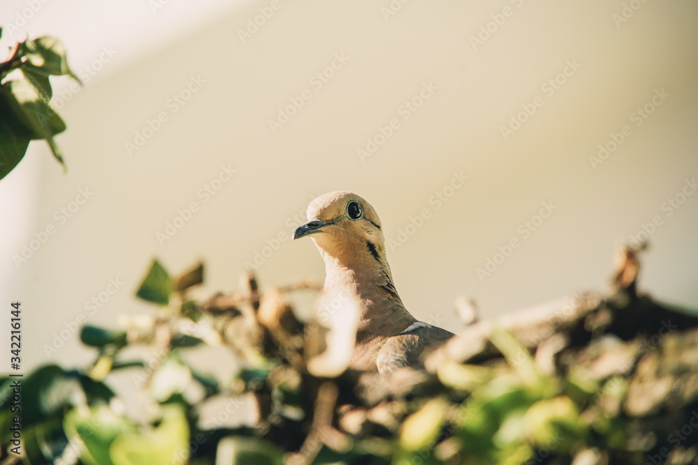 Fototapeta premium dove on the branch in nature