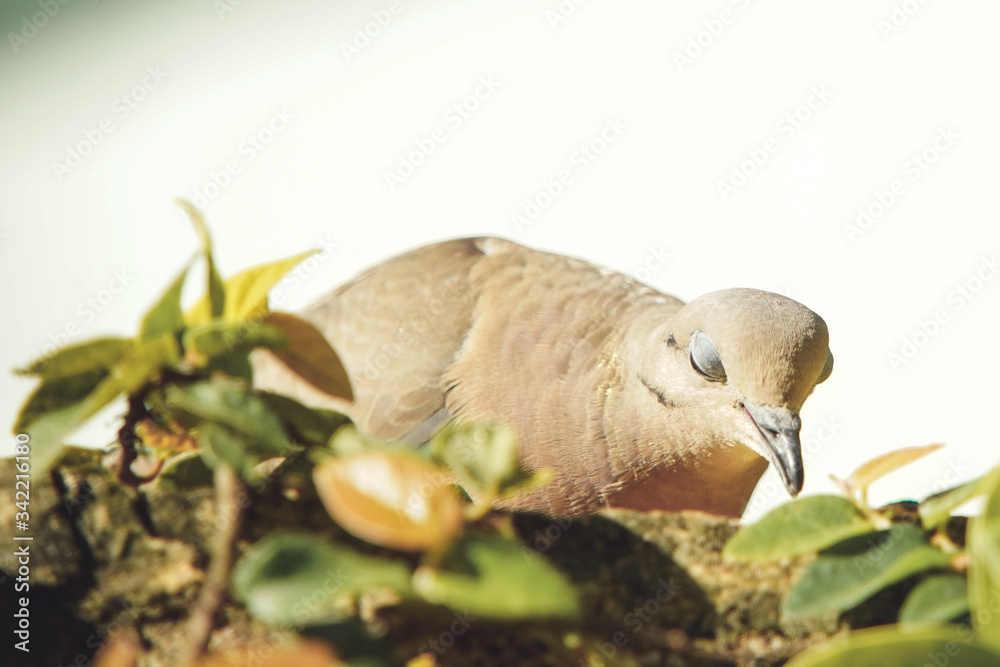 dove on the branch in nature