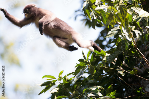 Canvas Print Dusky leaf monkey or spectacled langur, high angle view, front shot, in the morning leaping from one branch to another in tropical moist forest, national park in Thailand