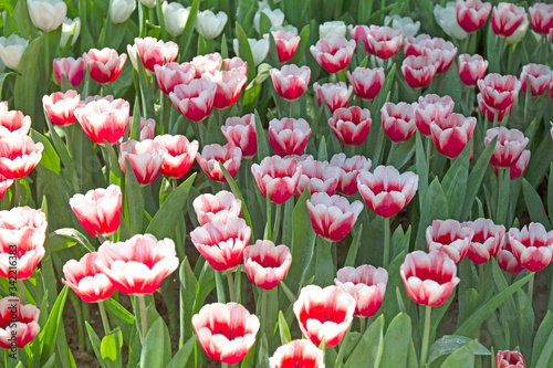 field of red and white tulips in the garden