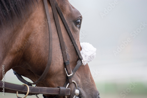 Exercise at Horse Racing Track Upstate New York Adirondacks Saratoga Race Course photo