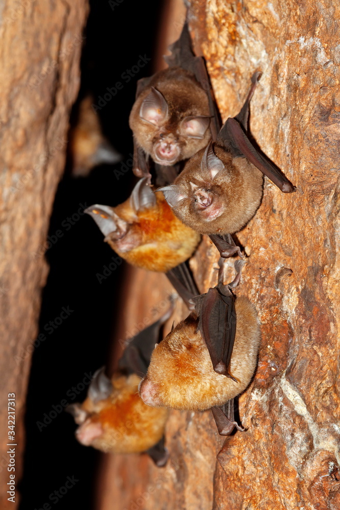 Intermediate Horseshoe Bat (Rhinolophus affinis),that live in caves Is a  nocturnal animal Foul and dirty These bats are a collection of many  diseases. And Colona virus. foto de Stock | Adobe Stock
