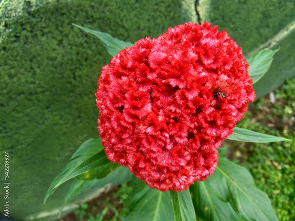 Cockscomb (Commonly called celosia cristata, Celosia argentea) plant with natural background Cockscomb (Commonly called celosia cristata, Celosia argentea) plant with natural background