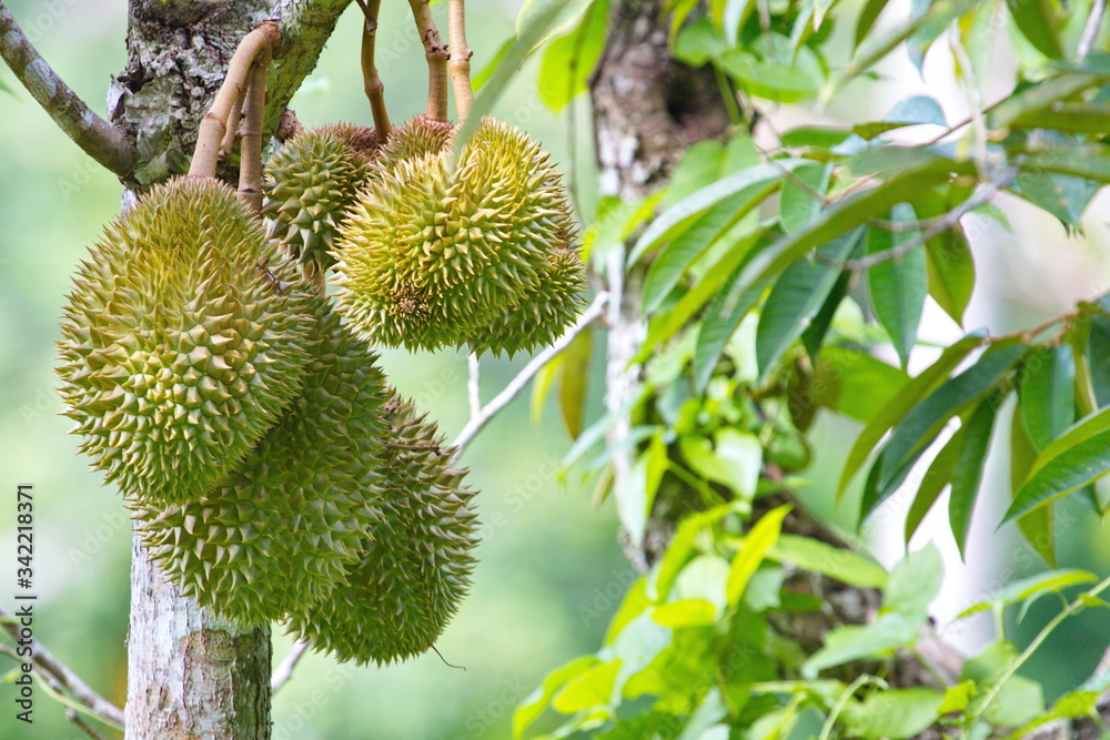 Durians on the durian tree Which is hidden in the bushes in the shady gardens. Durians on the durian tree Which is hidden in the bushes in the shady gardens.