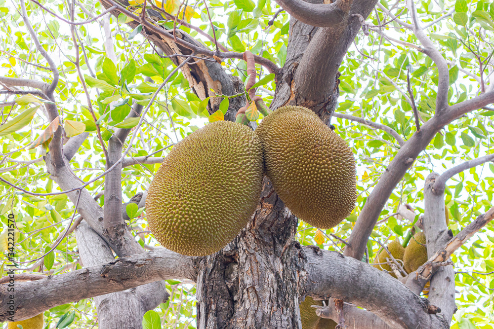 Jackfruit trees have many jackfruit trees on Asian jackfruit trees. Jackfruit trees have many jackfruit trees on Asian jackfruit trees.