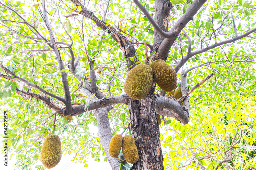 Jackfruit trees have many jackfruit trees on Asian jackfruit trees.