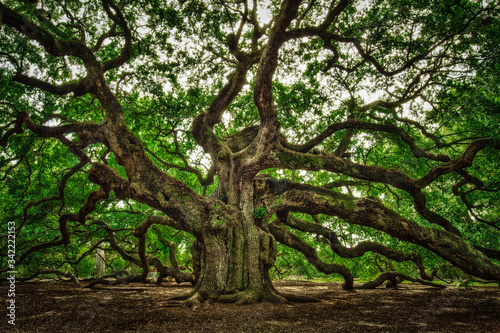 The Angel Oak © Christian