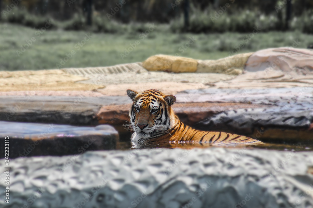 tigre rallado en el agua con una mirada audaz, fija y penetrante, y un fondo desenfocado con árboles y hierba