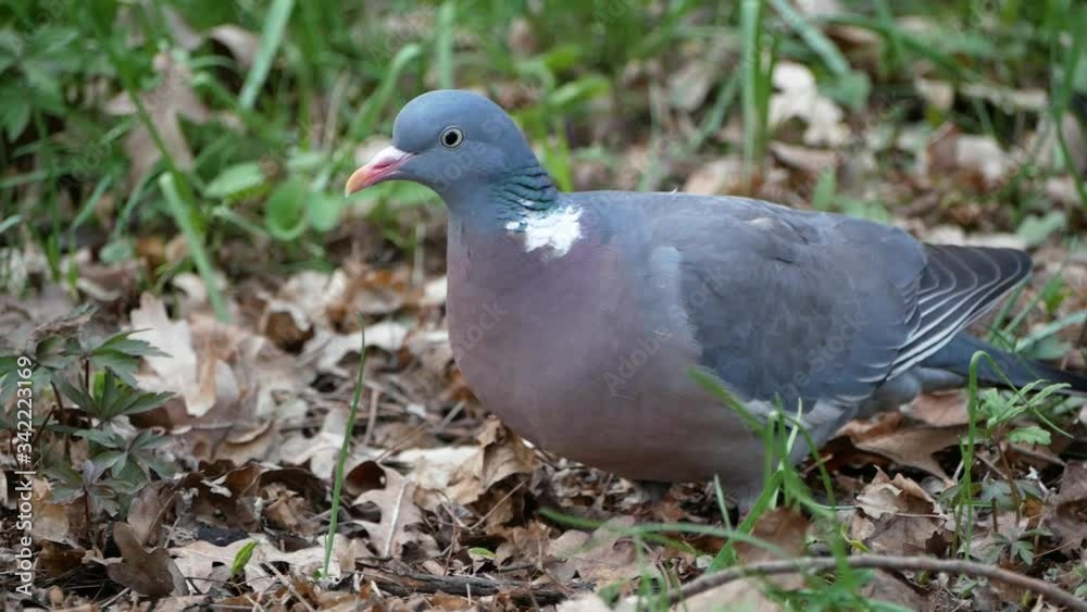 Wood pigeon (Columba palumbus) Withouten closeup searching for food in forest Wood pigeon (Columba palumbus) Withouten closeup searching for food in forest