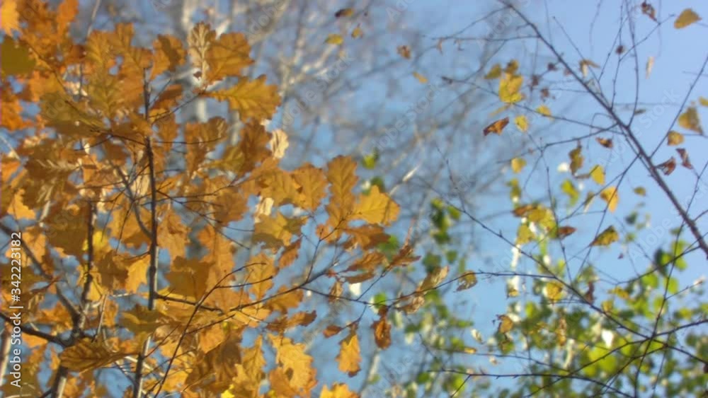 Sequence of slow motion shots of the happy mum and little girl play with autumn foliage Sequence of slow motion shots of the happy mum and little girl play with autumn foliage