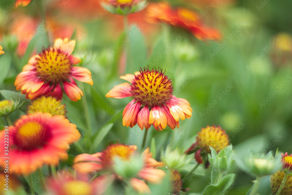 red and yellow flowers red and yellow flowers