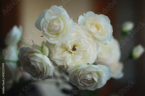 white rose blooms beautifully