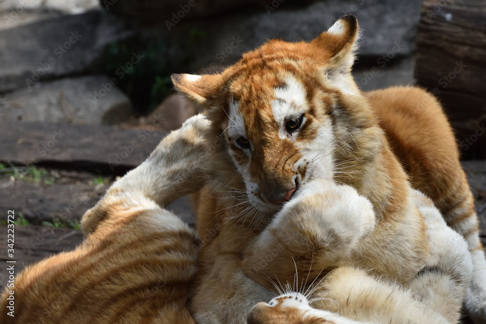 Fototapeta premium Tiger which is the strongest in the feline family