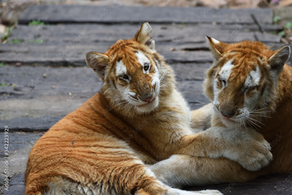 Fototapeta premium Tiger which is the strongest in the feline family