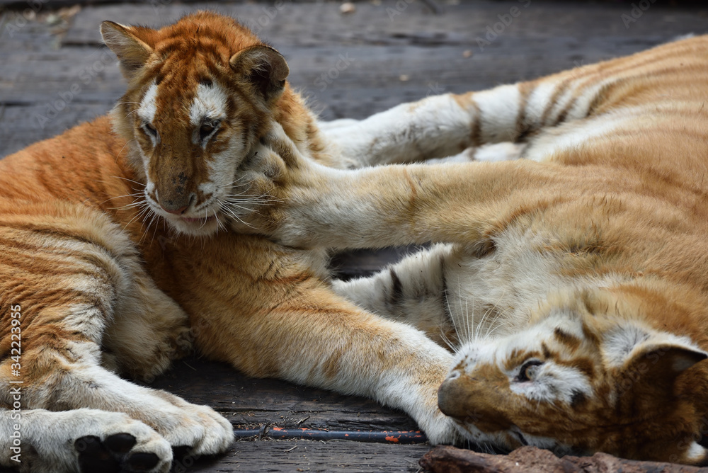 Fototapeta premium Tiger which is the strongest in the feline family