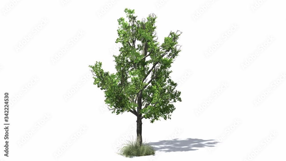 3D animated Red Maple tree with wind effect and shadows on white background