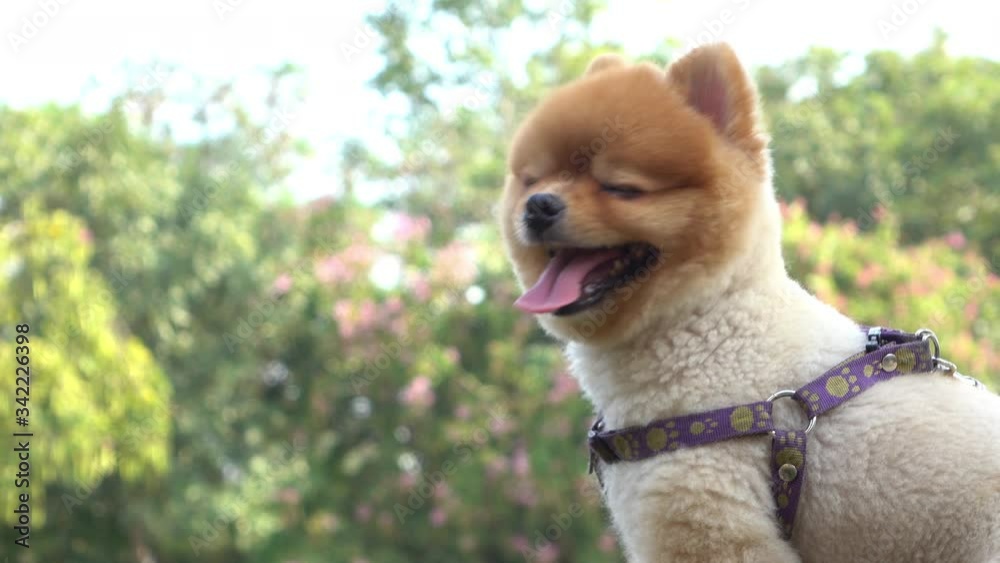 happy pomeranian dog cute pet smiling in outdoor garden have fun in springtime happy pomeranian dog cute pet smiling in outdoor garden have fun in springtime