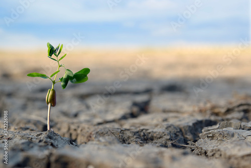 A tree growing on cracked ground. Crack dried soil in drought, Affected of global warming made climate change. Water shortage and drought concept.