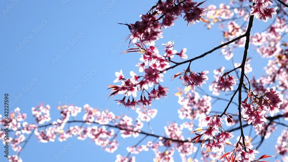 beautiful pink flower blossom with blue sky the morning day beautiful pink flower blossom with blue sky the morning day