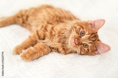 Fototapeta Naklejka Na Ścianę i Meble -  Cute little red kitten lies on a white blanket