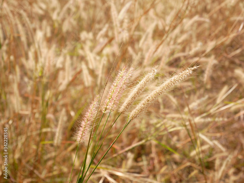 field of wheat nature background, grass flower outdoor summer
