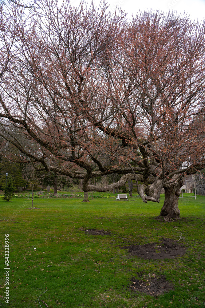 Trees in spring at an empty park