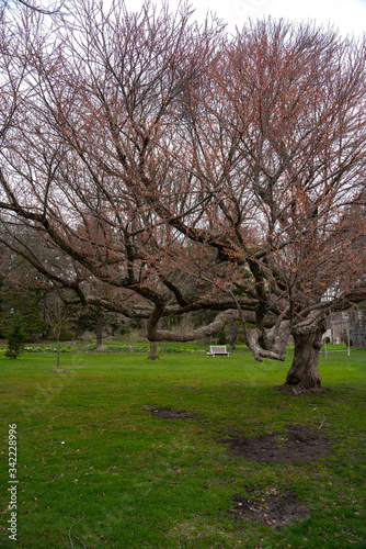 Trees in spring at an empty park