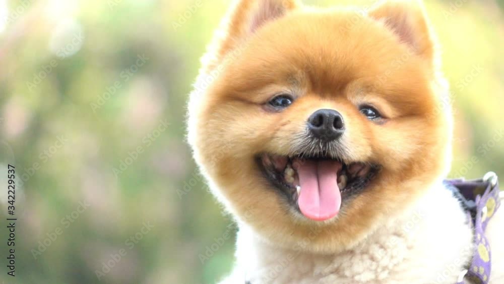slow motion, happy pomeranian dog cute pet smiling in outdoor garden have fun in springtime slow motion, happy pomeranian dog cute pet smiling in outdoor garden have fun in springtime