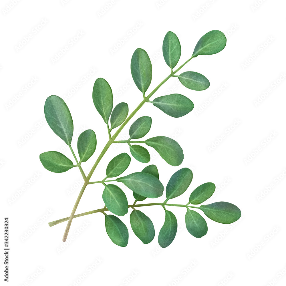 Moringa Leaf Hand Drawn Pencil Illustration Isolated on White with Clipping Path