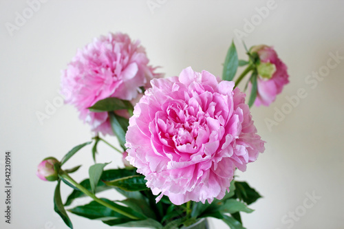 Vibrant Pink fluffy peonies flowers in vase on white background. Macro closeup pink flowers.