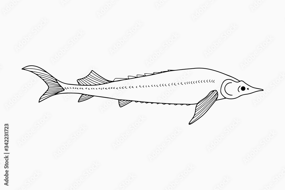 Fototapeta premium Doodle red fish, sturgeon icon. Seafood symbol. Logo template. Hand drawing art line. Symbol of fishing club or online shop. Restaurant menu. Coloring vector stock illustration
