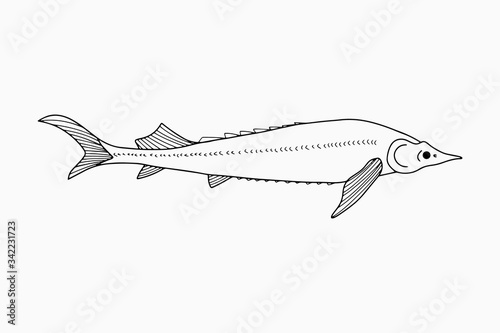 Doodle red fish, sturgeon icon. Seafood symbol. Logo template. Hand drawing art line. Symbol of fishing club or online shop. Restaurant menu. Coloring vector stock illustration